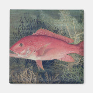 Red Snapper, från "Spame Fishes of the United Sta Magnet