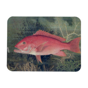 Red Snapper, från "Spame Fishes of the United Sta Magnet