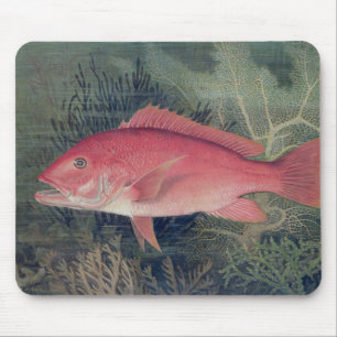 Red Snapper, från "Spame Fishes of the United Sta Musmatta