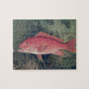 Red Snapper, från "Spame Fishes of the United Sta Pussel