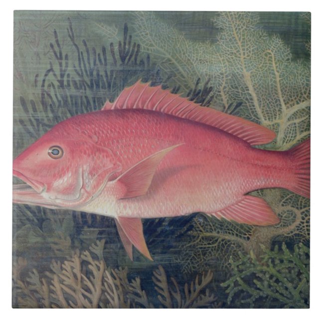 Red Snapper, från "Spame Fishes of the United Stat Kakelplatta (Framsidan)