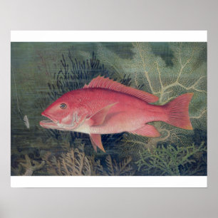 Red Snapper, från "Spame Fishes of the United Stat Poster