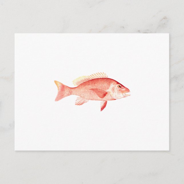 Red Snapper Vykort (Framsida)