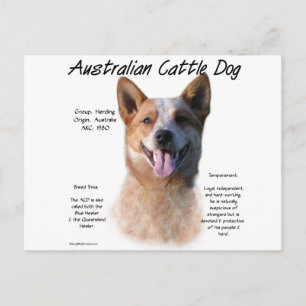 Red Speckle Australian Cattle Hund History Vykort