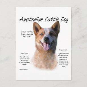 Red Speckle Australian Cattle Hund History Vykort