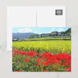 Red Spider Lily ポ ス ト カ ー Vykort