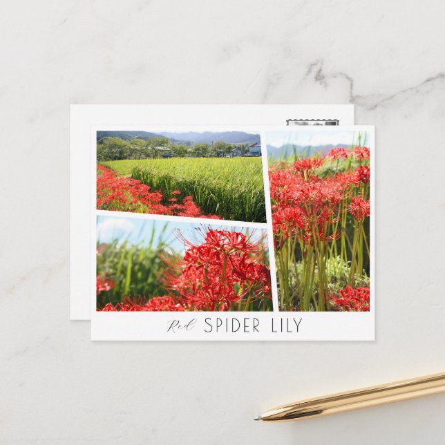 Red Spider Lily Vykort (Fram/Back In Situ)