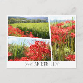 Red Spider Lily Vykort