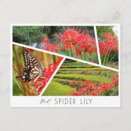 Red Spider Lily Vykort