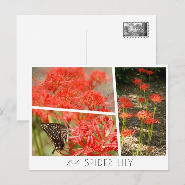 Red Spider Lily Vykort (Fram/baksida)