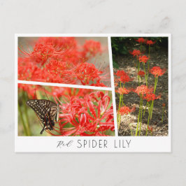 Red Spider Lily Vykort
