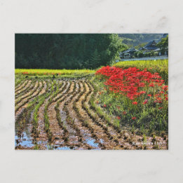 Red Spider Lily Vykort
