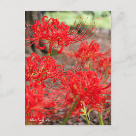 Red Spider Lily:vykort Vykort