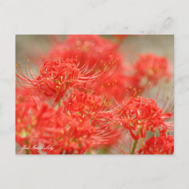 Red Spider Lily:vykort Vykort