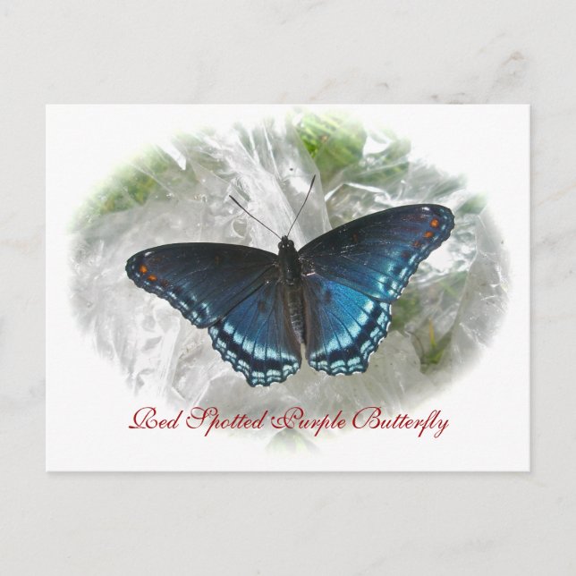 Red Spoted Lila Butterfly Series Vykort (Framsida)
