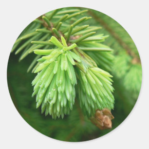 Red Spruce Sprouts Runt Klistermärke