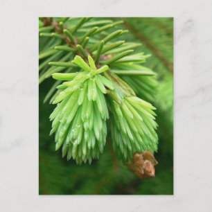 Red Spruce Sprouts Vykort