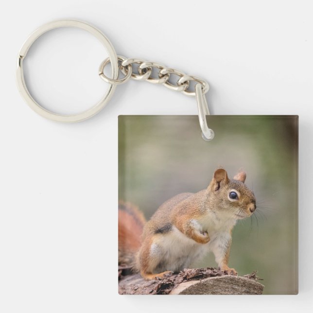 Red Squirrel (Framsidan)