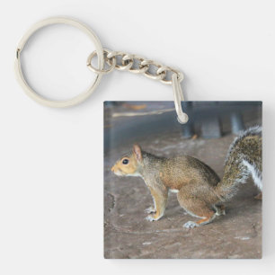 Red Squirrel