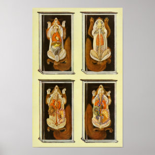 Red Squirrel Anatomy Veterinary Vintage affisch