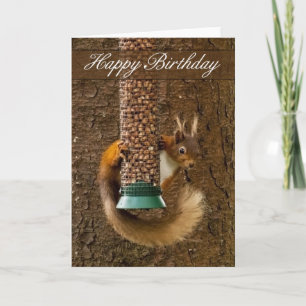 Red Squirrel Birthday Card Kort