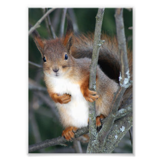 Red Squirrel Closeup Fototryck