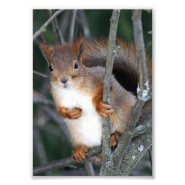 Red Squirrel Closeup Fototryck (Framsidan)