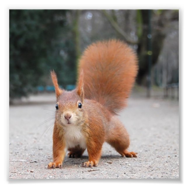 Red Squirrel Fototryck (Framsidan)