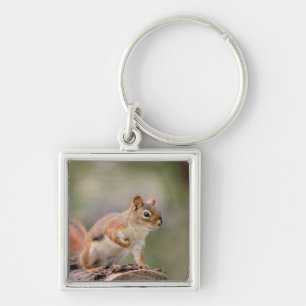 Red Squirrel Fyrkantig Silverfärgad Nyckelring