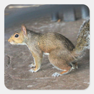 Red Squirrel Fyrkantigt Klistermärke