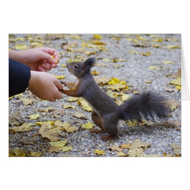 Red Squirrel Hälsningskort (Framsidan Horizontal)