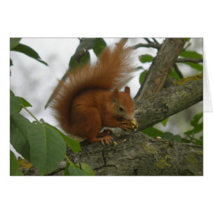 Red Squirrel Hälsningskort