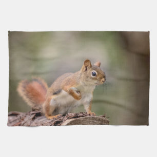 Red Squirrel Kökshandduk