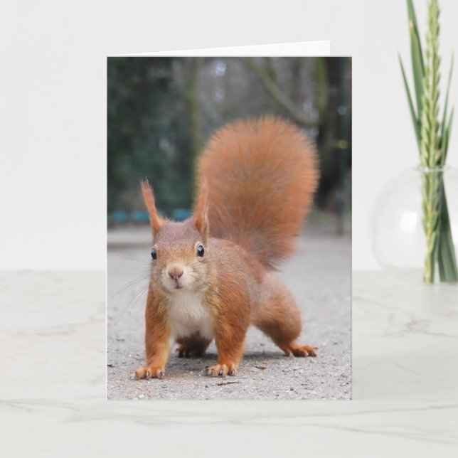 Red Squirrel Kort (Framsida)