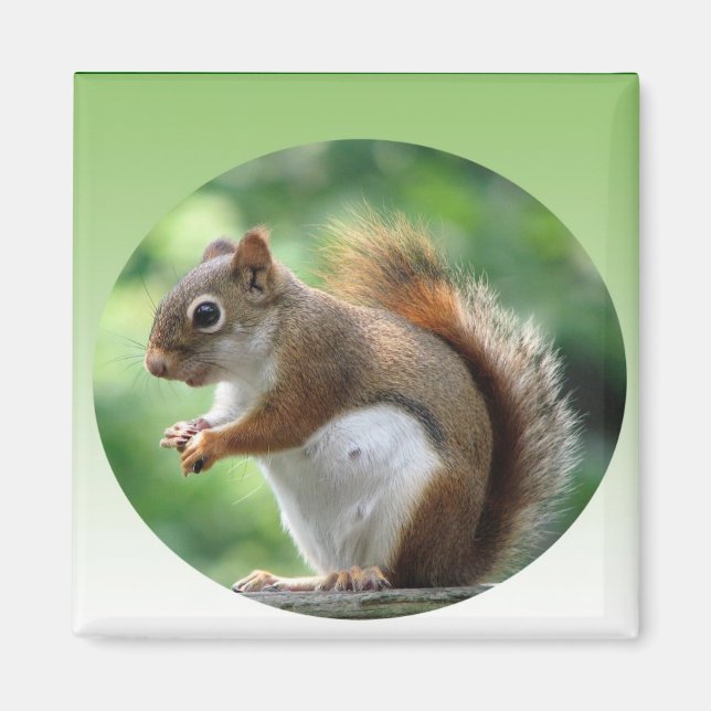 Red Squirrel Magnet (Framsidan)