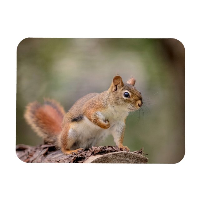 Red Squirrel Magnet (Horisontell)