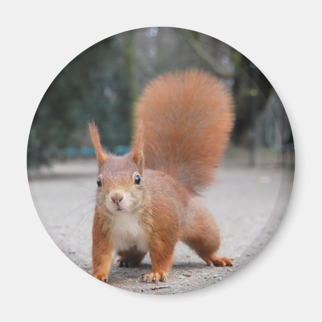 Red Squirrel Magnet (Framsidan)