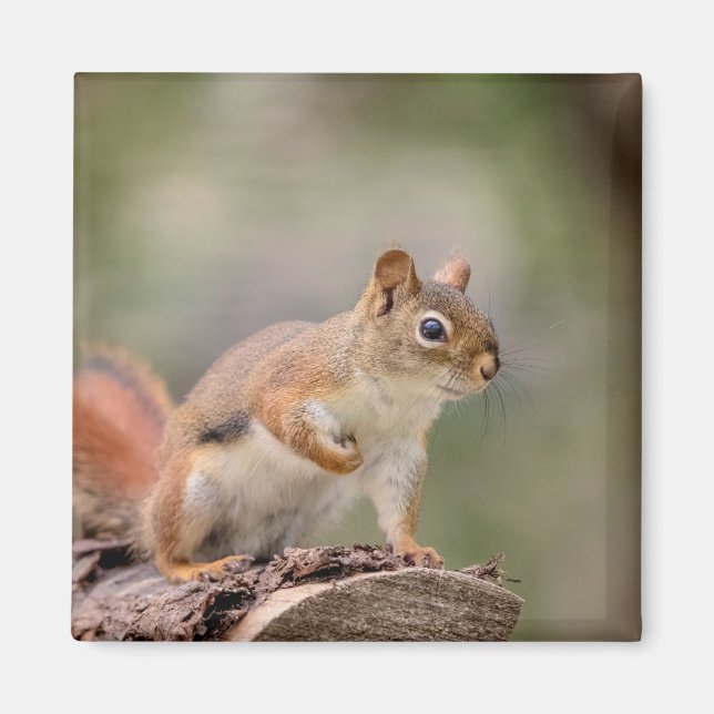 Red Squirrel Magnet (Framsidan)