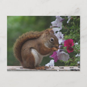 Red Squirrel med Petunias Vykort