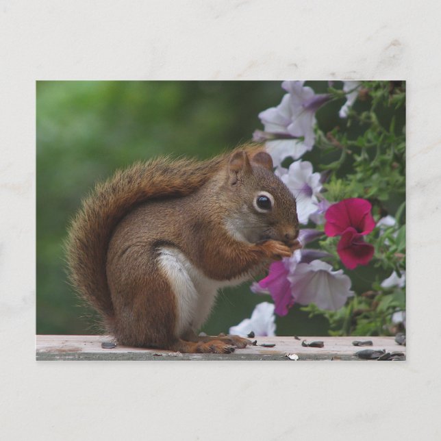 Red Squirrel med Petunias Vykort (Framsida)