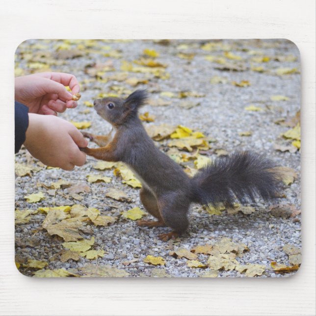 Red Squirrel Musmatta (Framsidan)