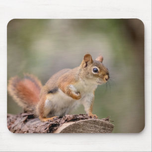 Red Squirrel Musmatta