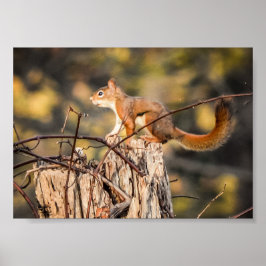 Red Squirrel Nature Wildlife Animals Poster