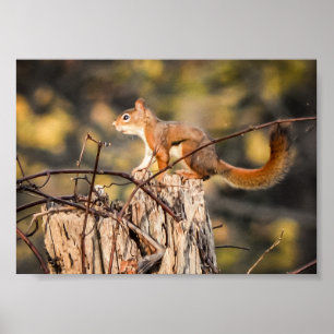 Red Squirrel Nature Wildlife Animals Poster