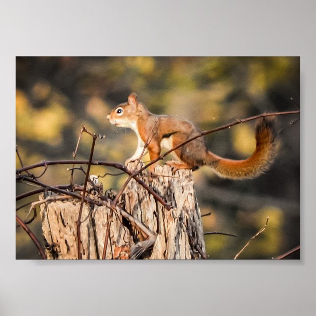Red Squirrel Nature Wildlife Animals Poster (Framsidan)