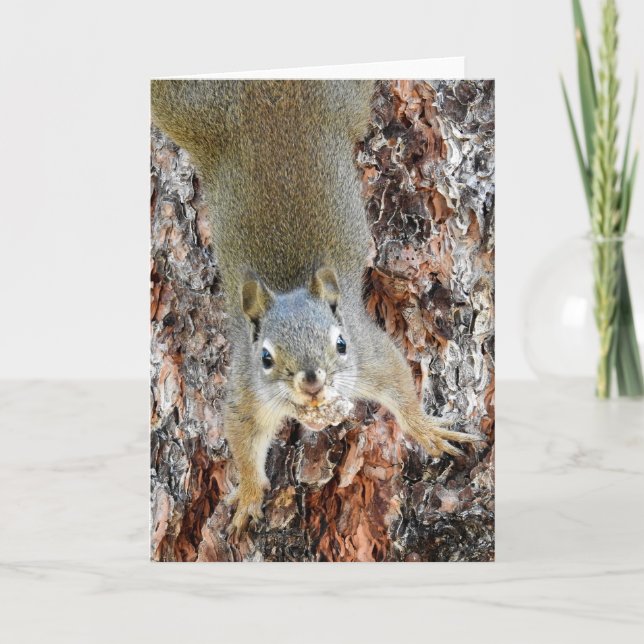 Red Squirrel Notecard Kort (Framsida)