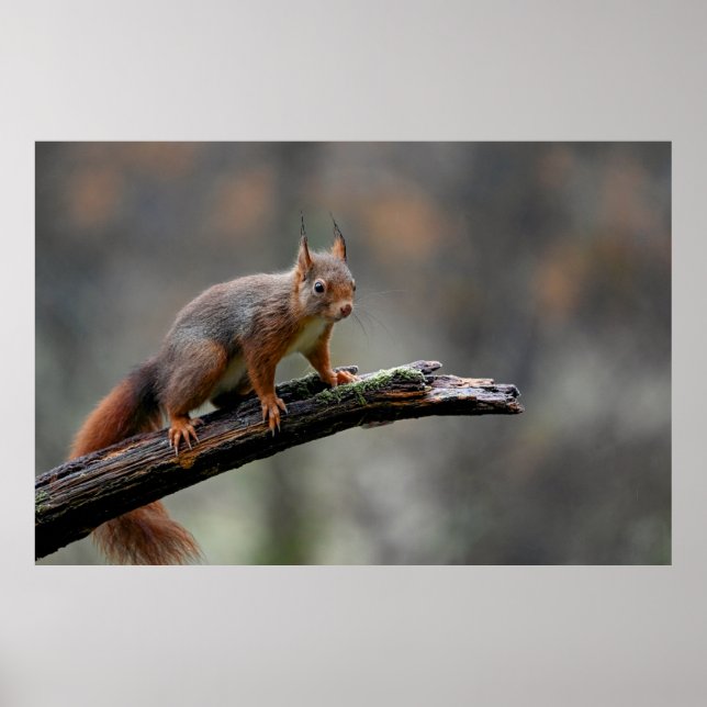 Red Squirrel Poster (Framsidan)