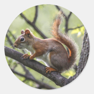 Red Squirrel Runt Klistermärke