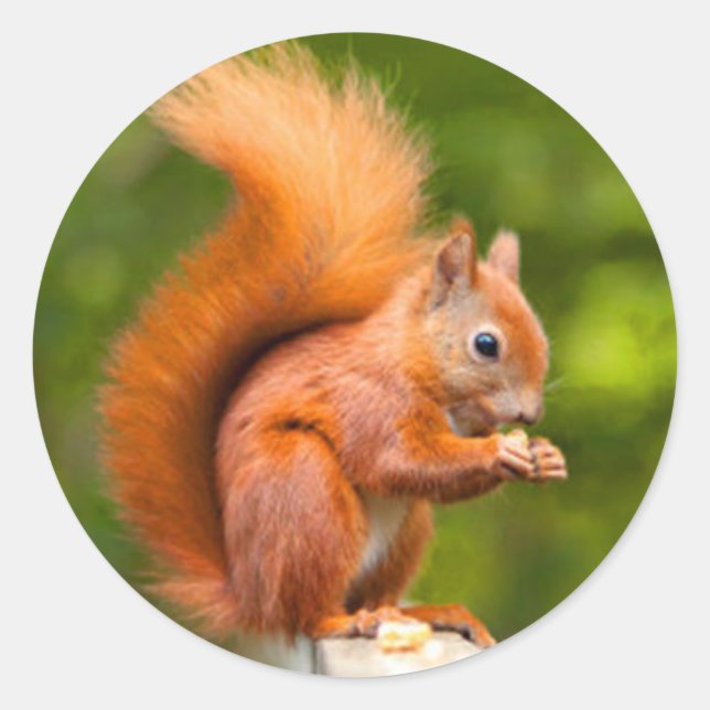 Red Squirrel Runt Klistermärke (Framsida)