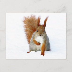Red Squirrel sitta på snö Vykort